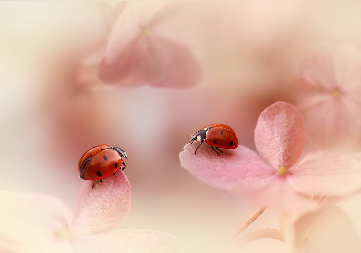 Coccinelle sull'ortensia rosa.