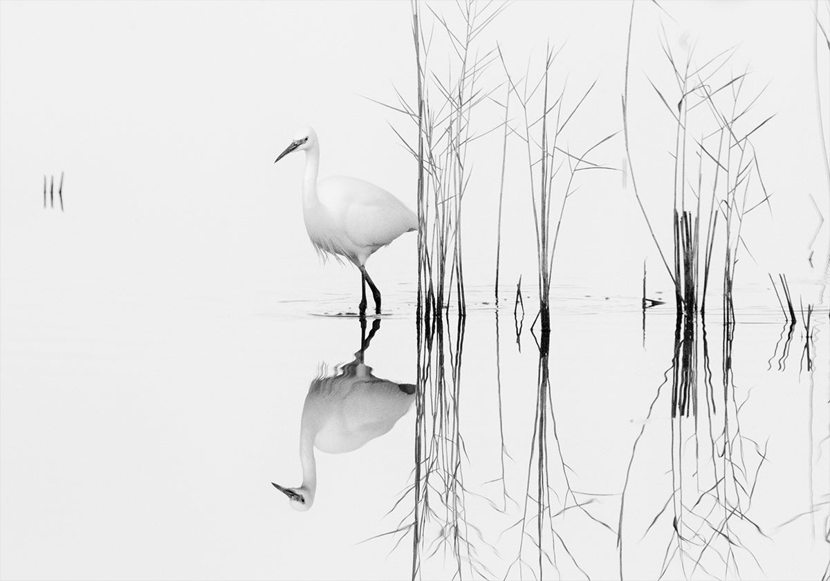 bianco