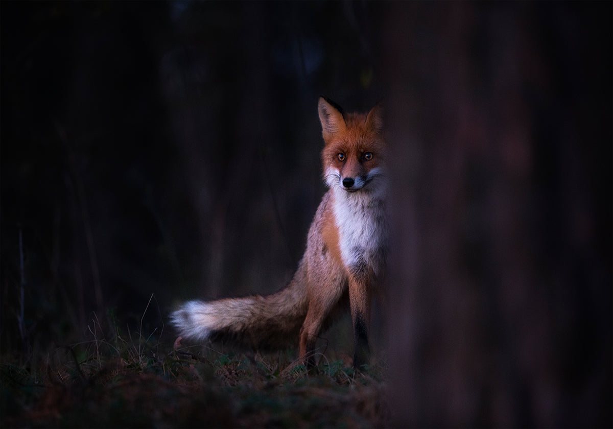 Sguardi