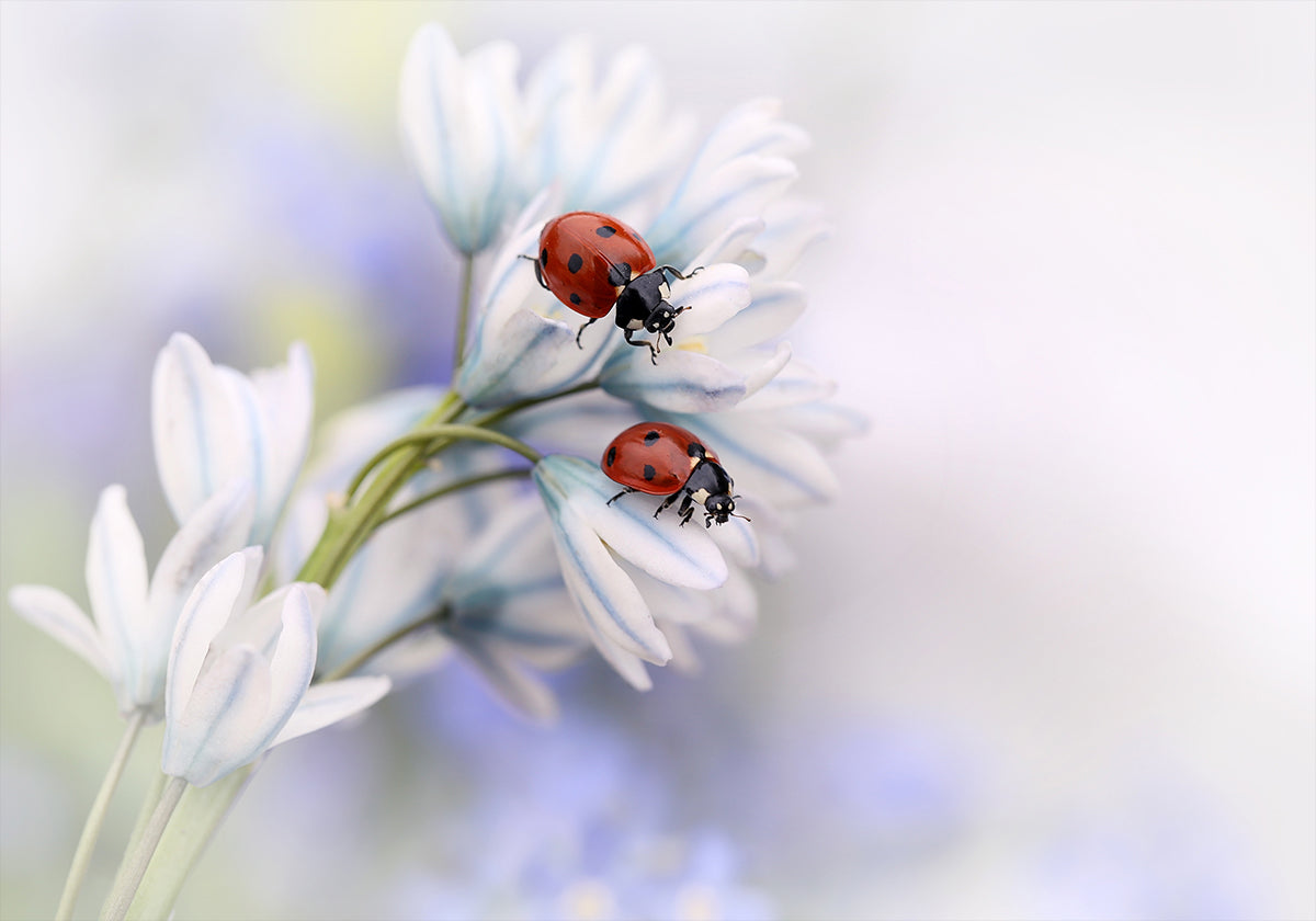 Coccinelle