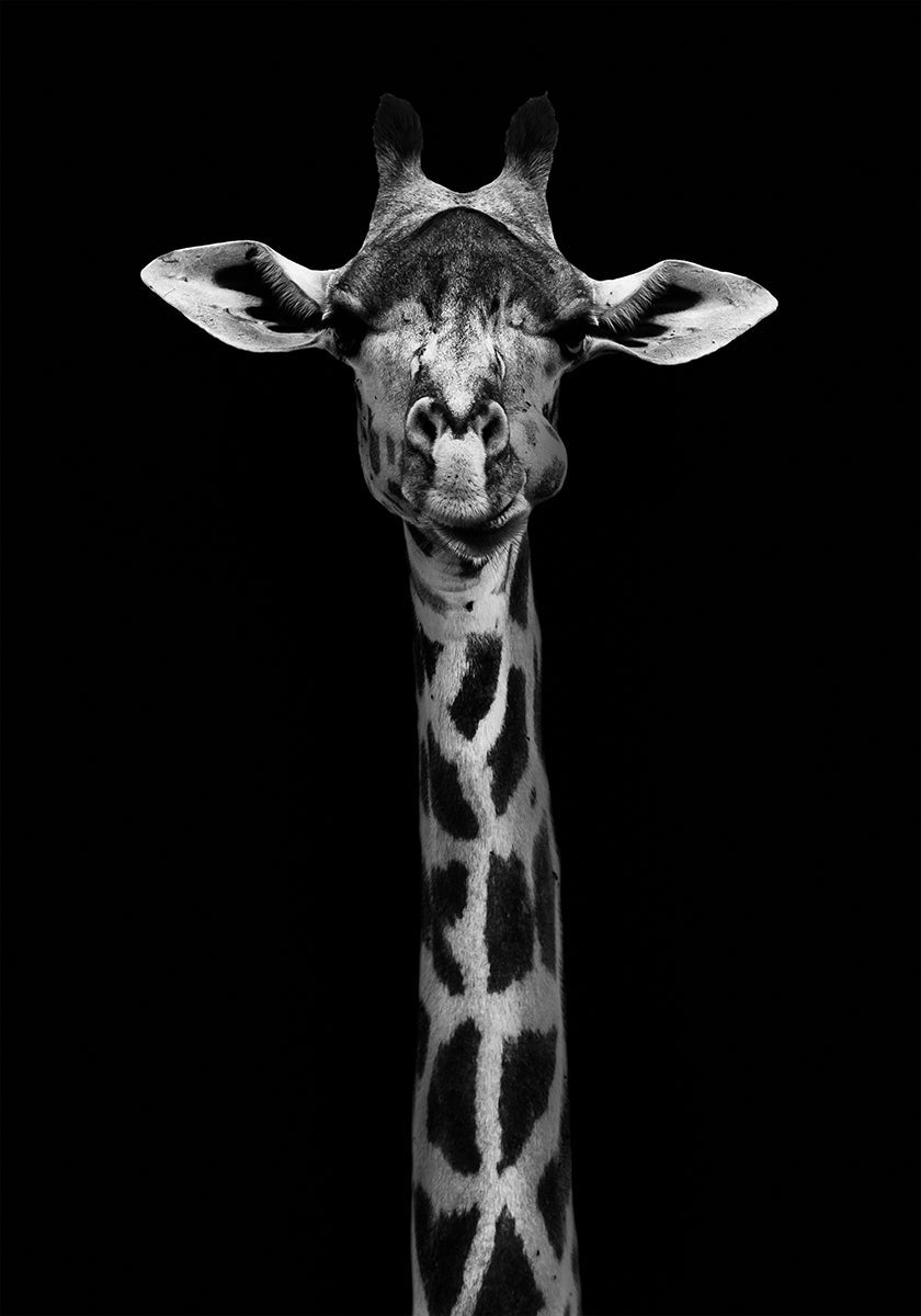 Poster con ritratto di giraffa