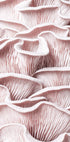 Pink Oyster Mushroom Macro Plakat - Posterbox.no