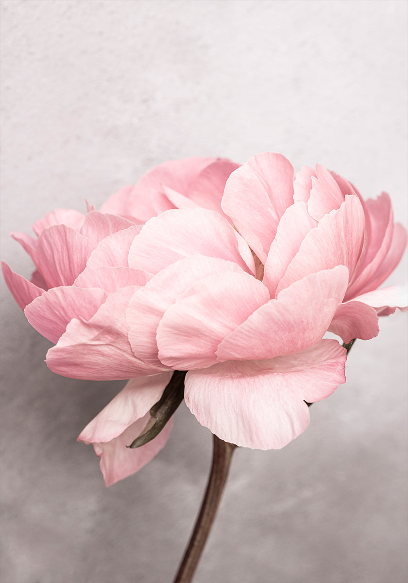 Peonia