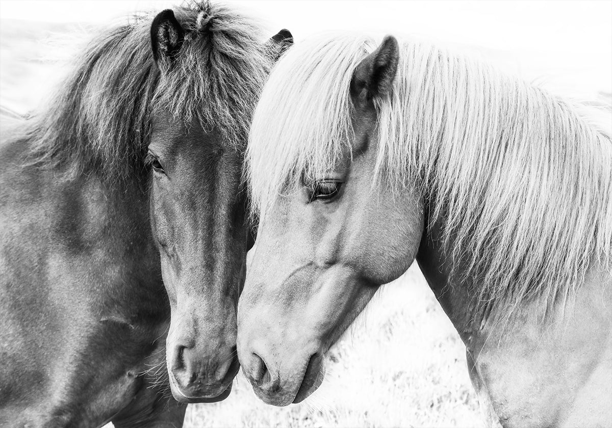 Poster di amore del cavallo