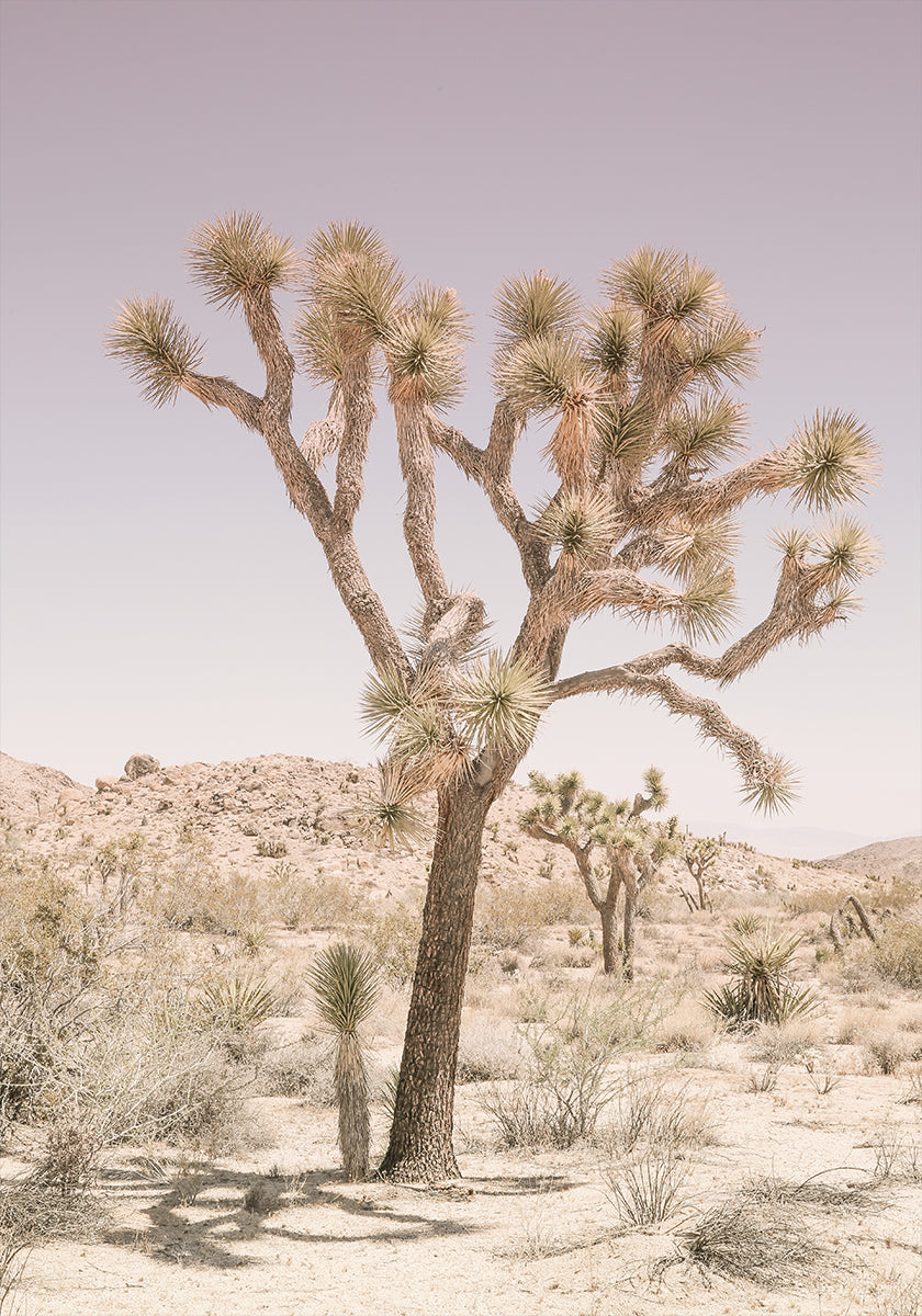 Serenità del deserto