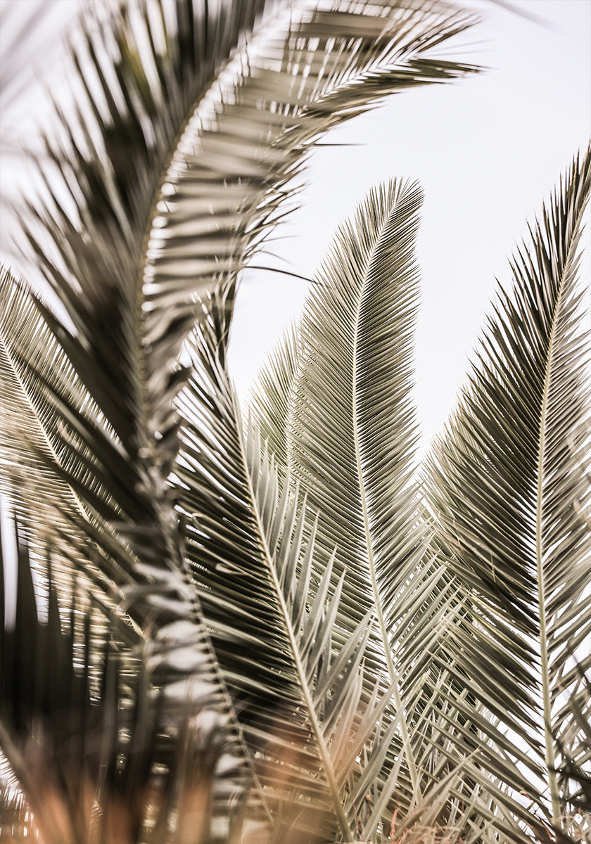 Sussurri di palme