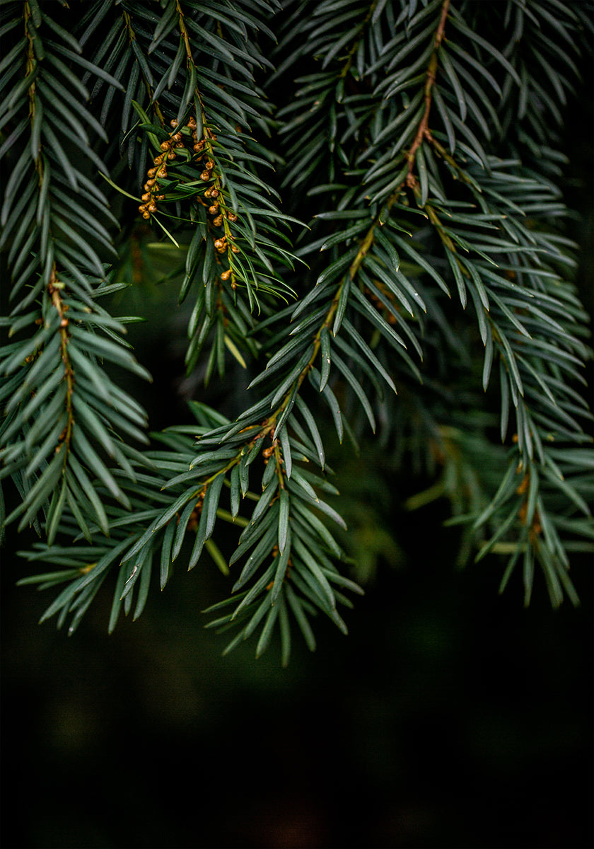 Poster Rami invernali 7