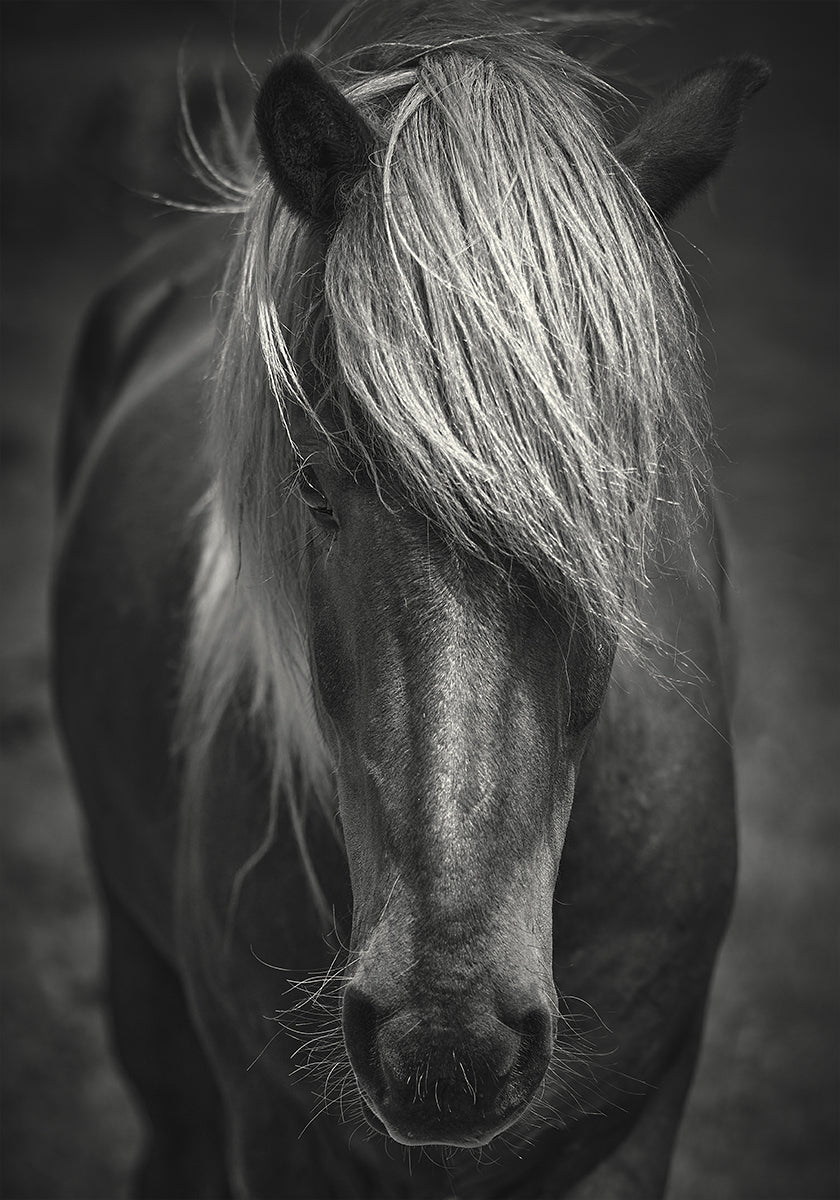 Poster del tizio del surf alpino