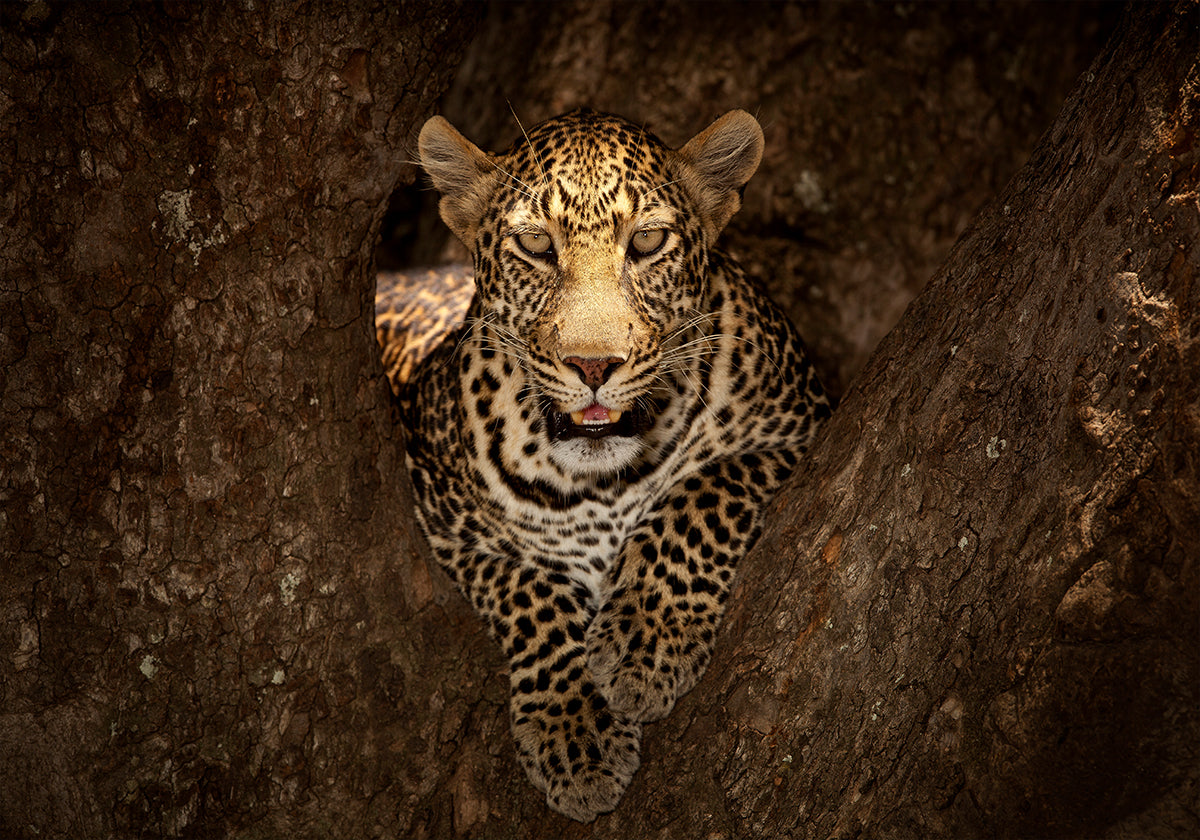 Leopardo che riposa su un albero nel Masai Mara