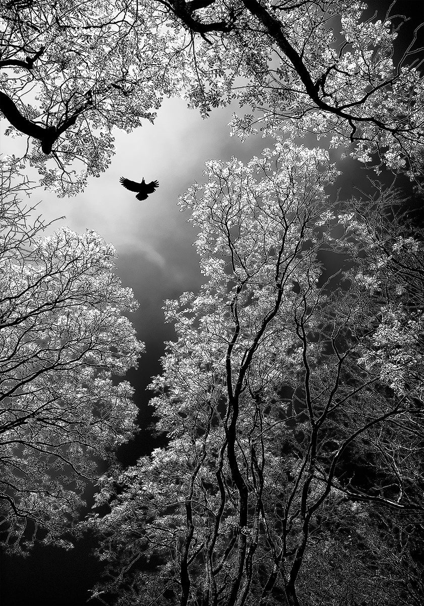 Volo