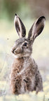 Hare Close Up Bunny Plakat - Posterbox.no