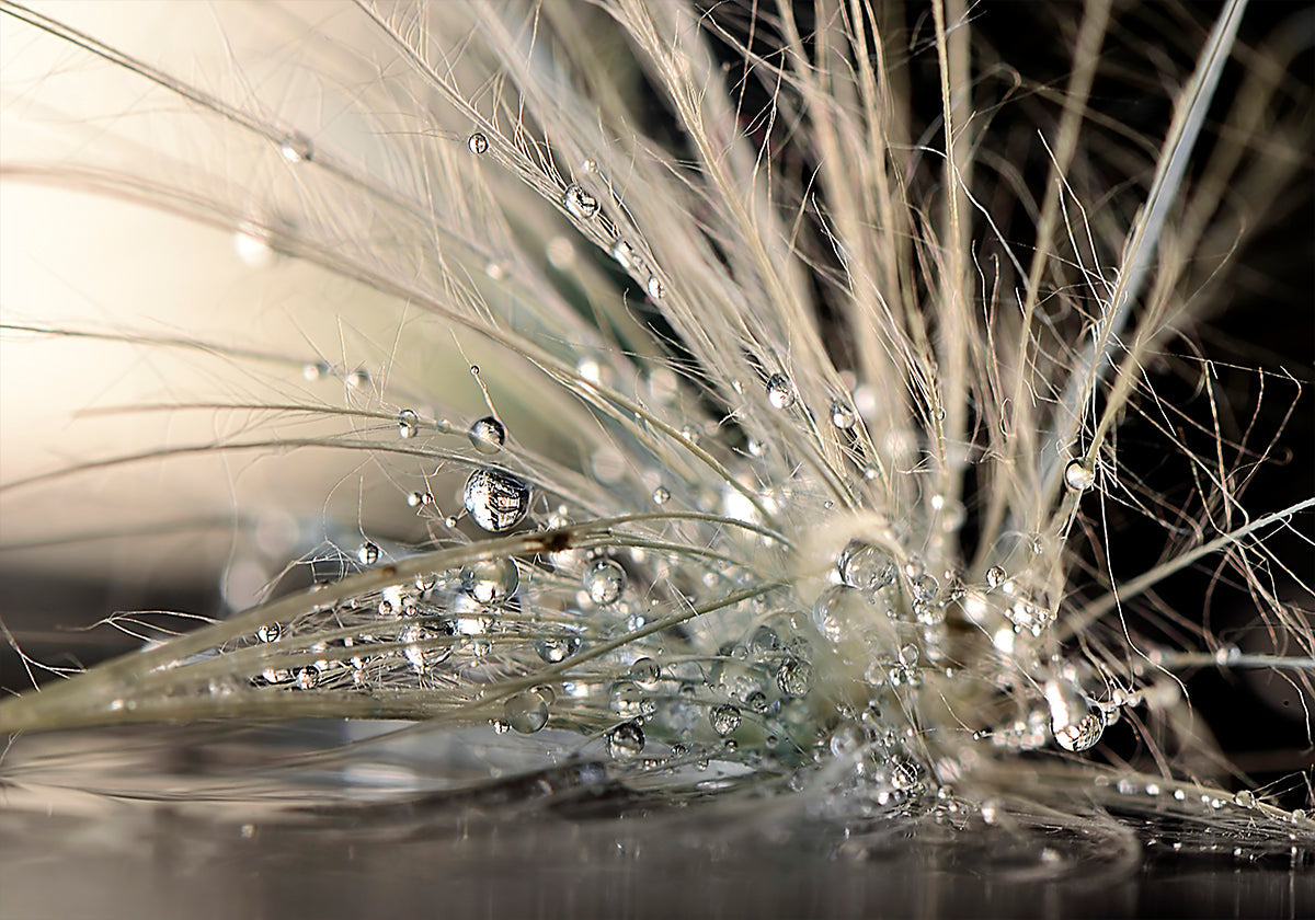 Il manifesto di Perla