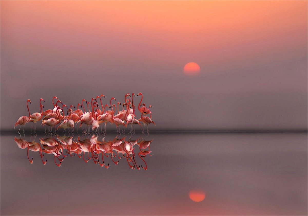 tramonto viola