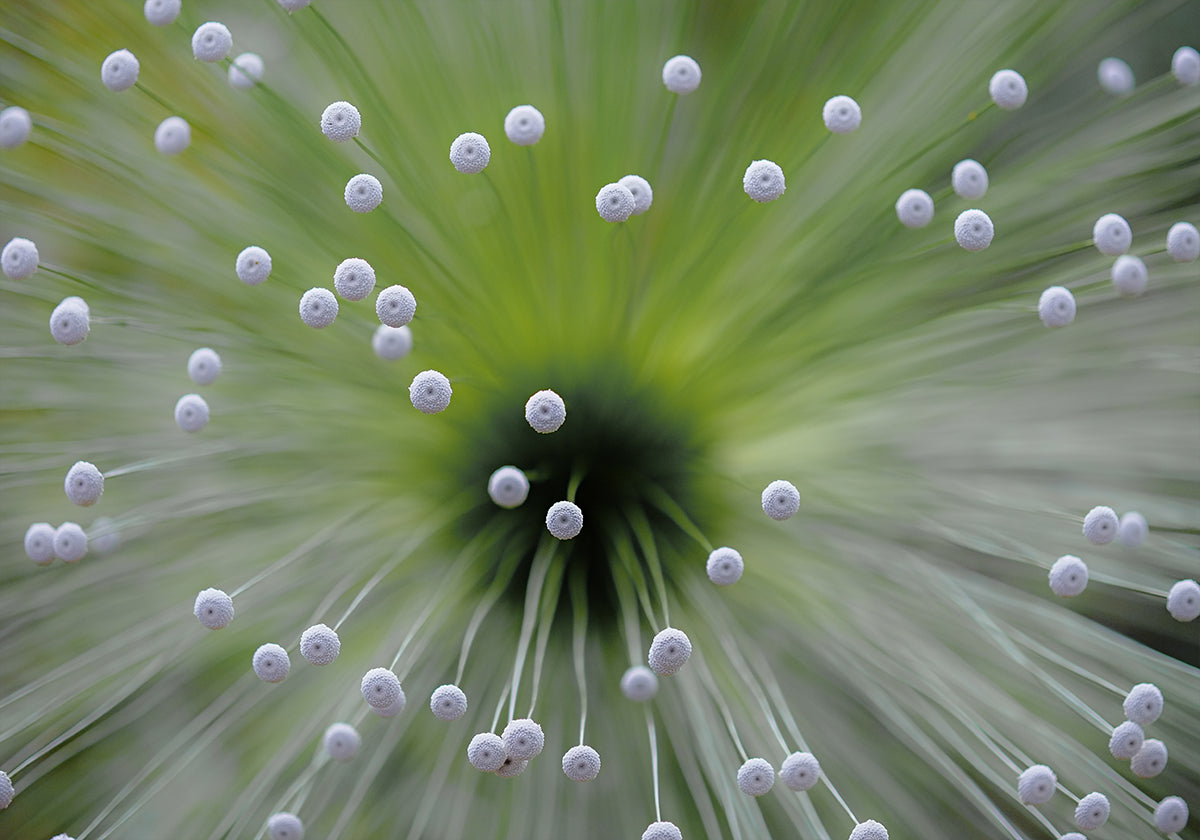Verde e bianco II