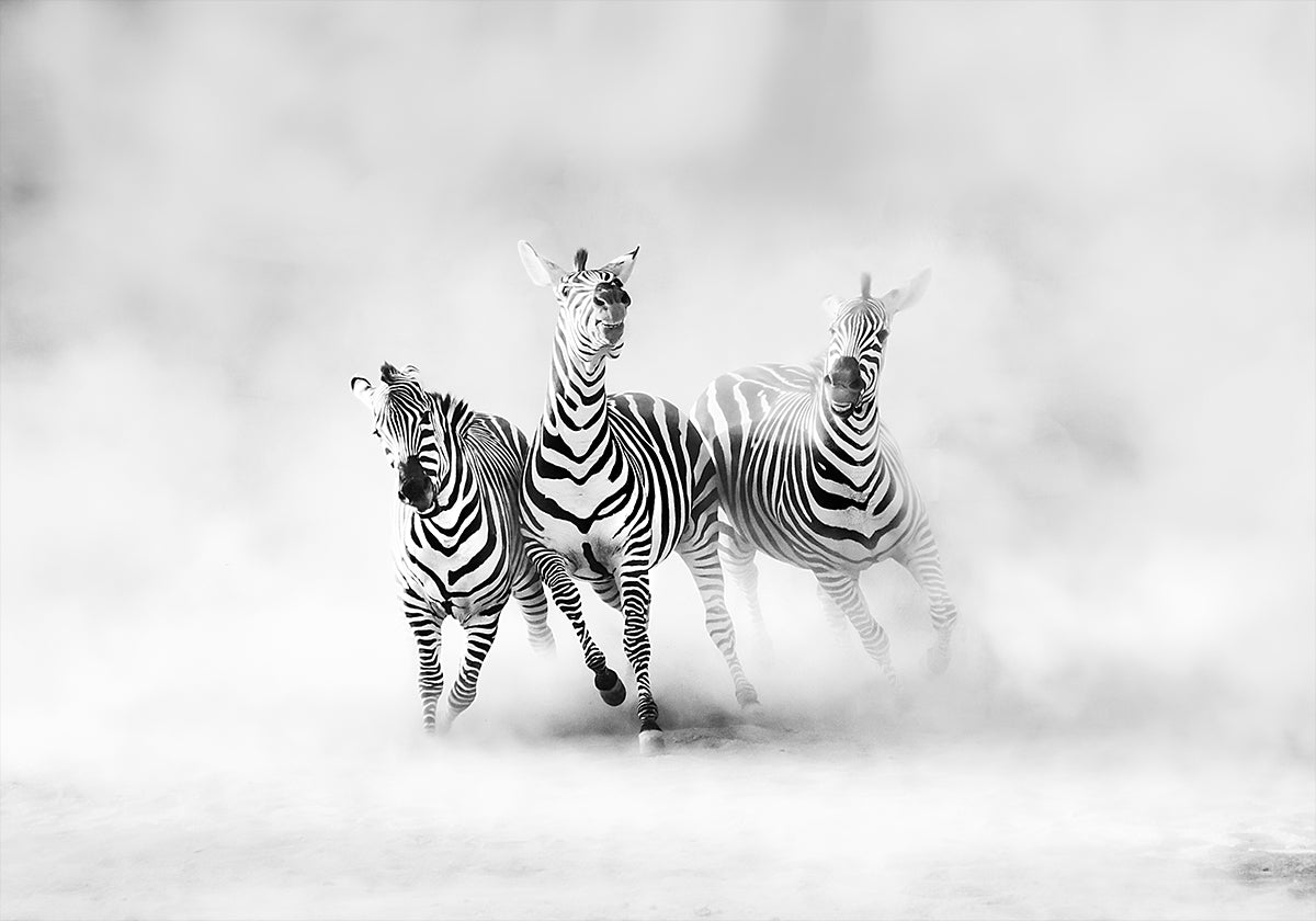ZEBRE