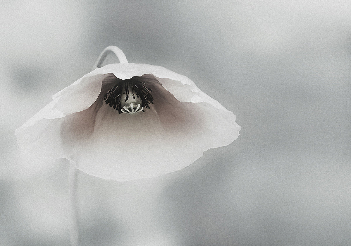 Bellezza effimera