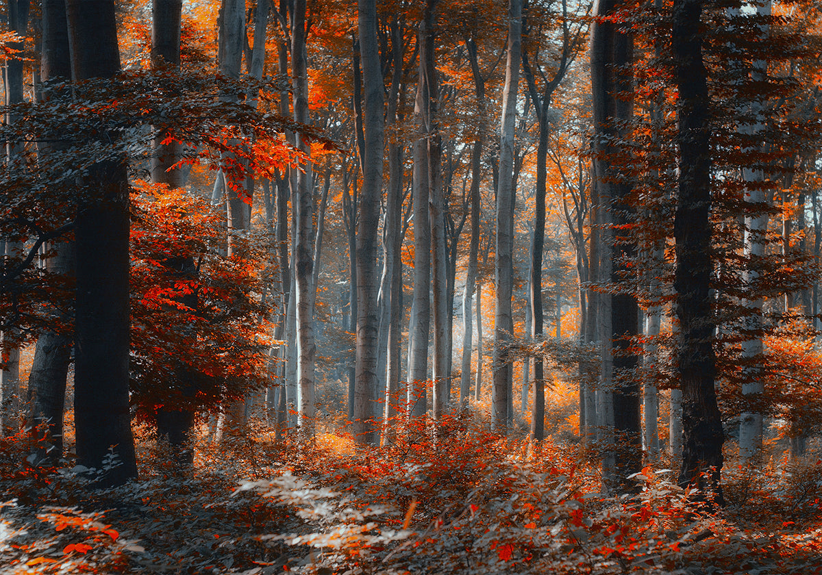 Poster della foresta di pittura