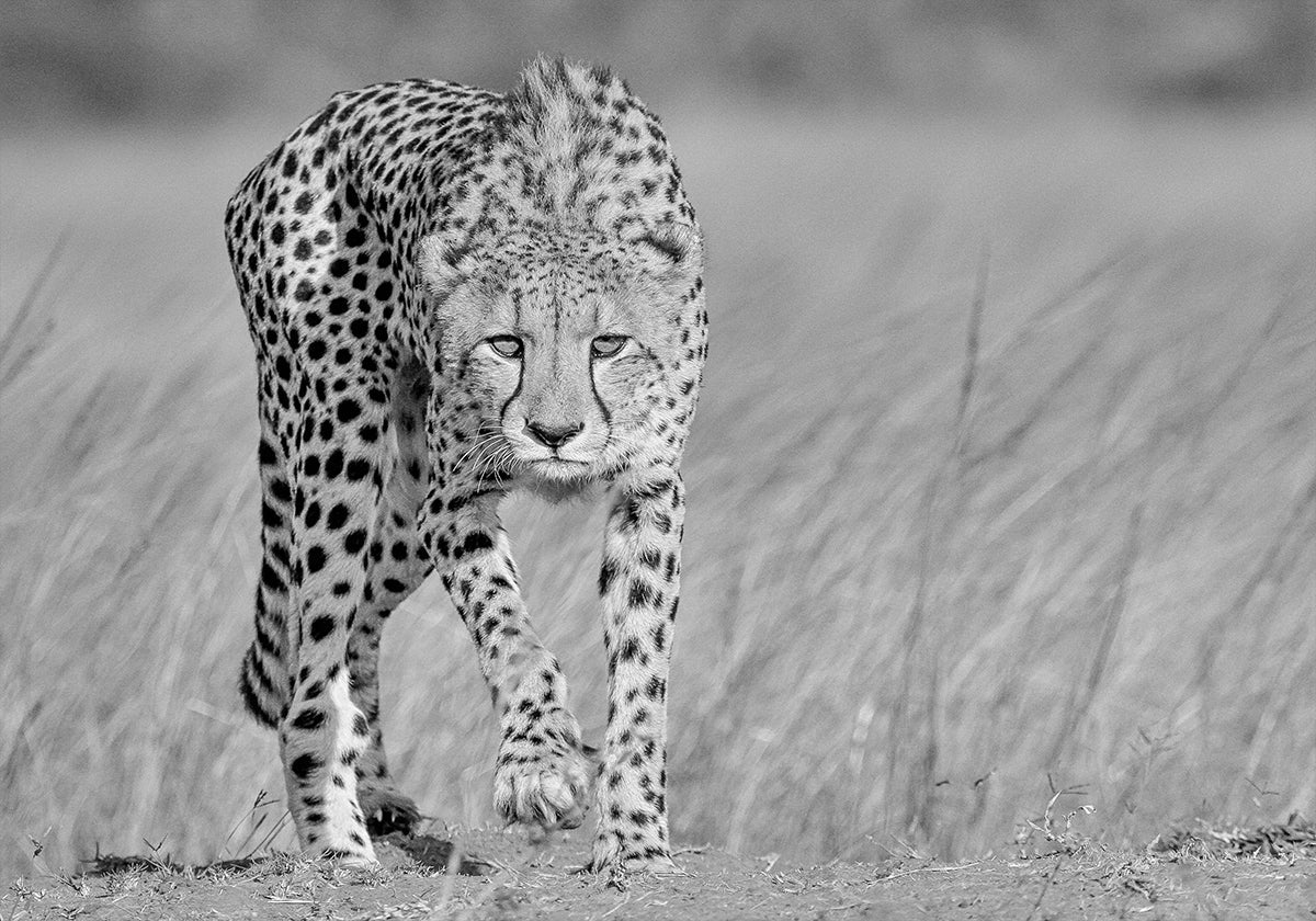 Predatore concentrato