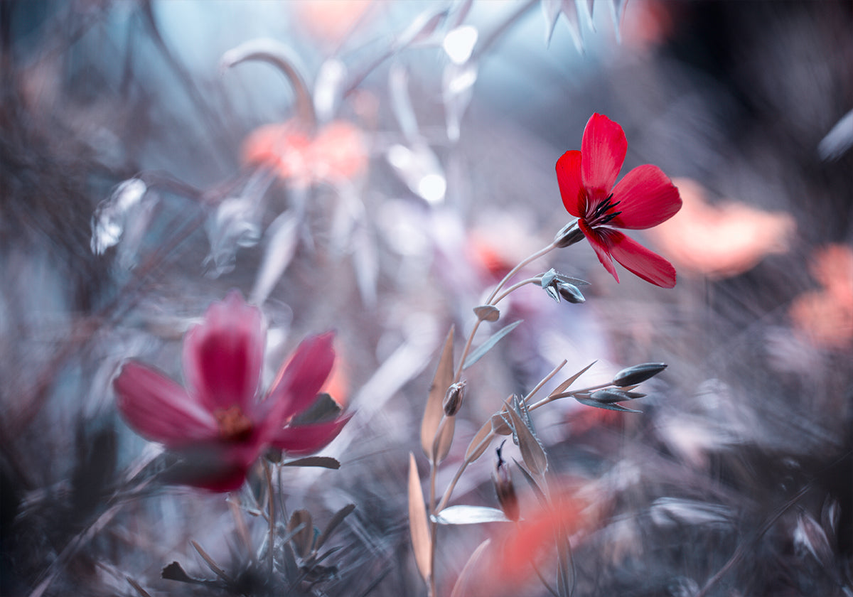 Un fiore, una storia