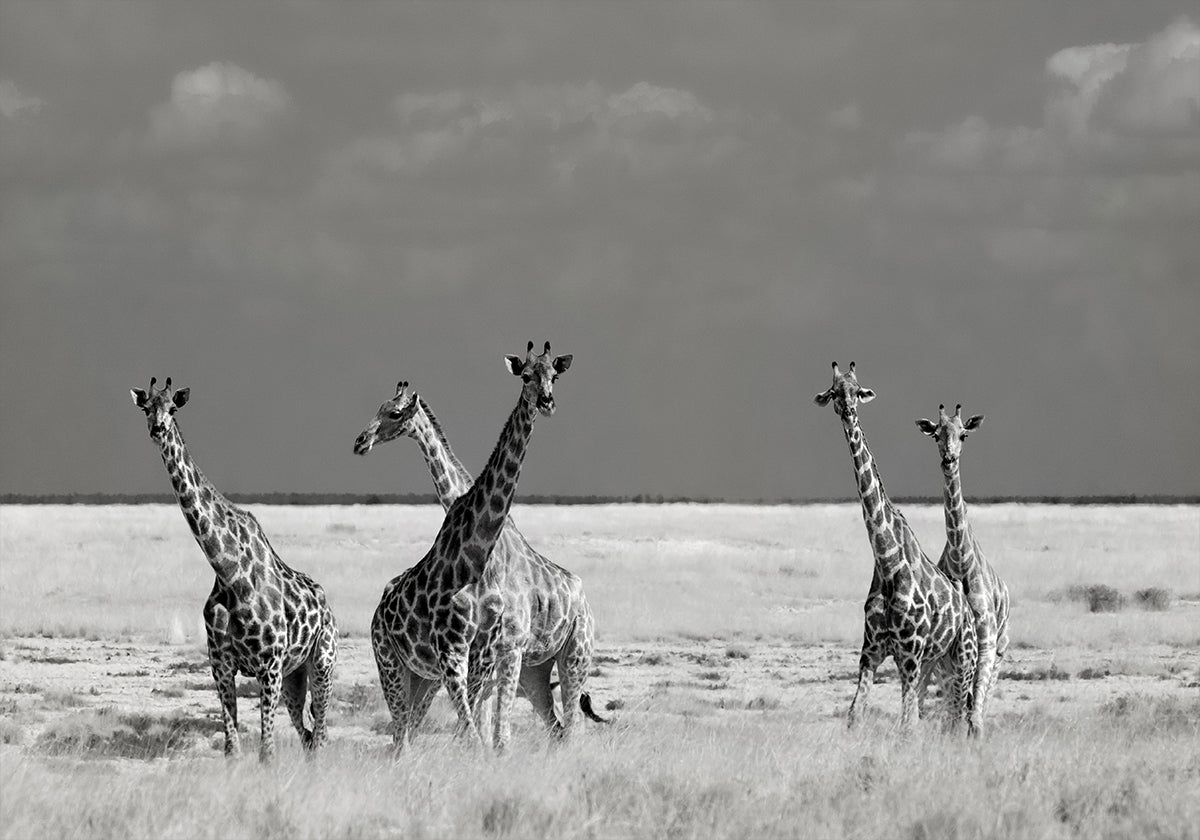 Guarda ragazza strani animali