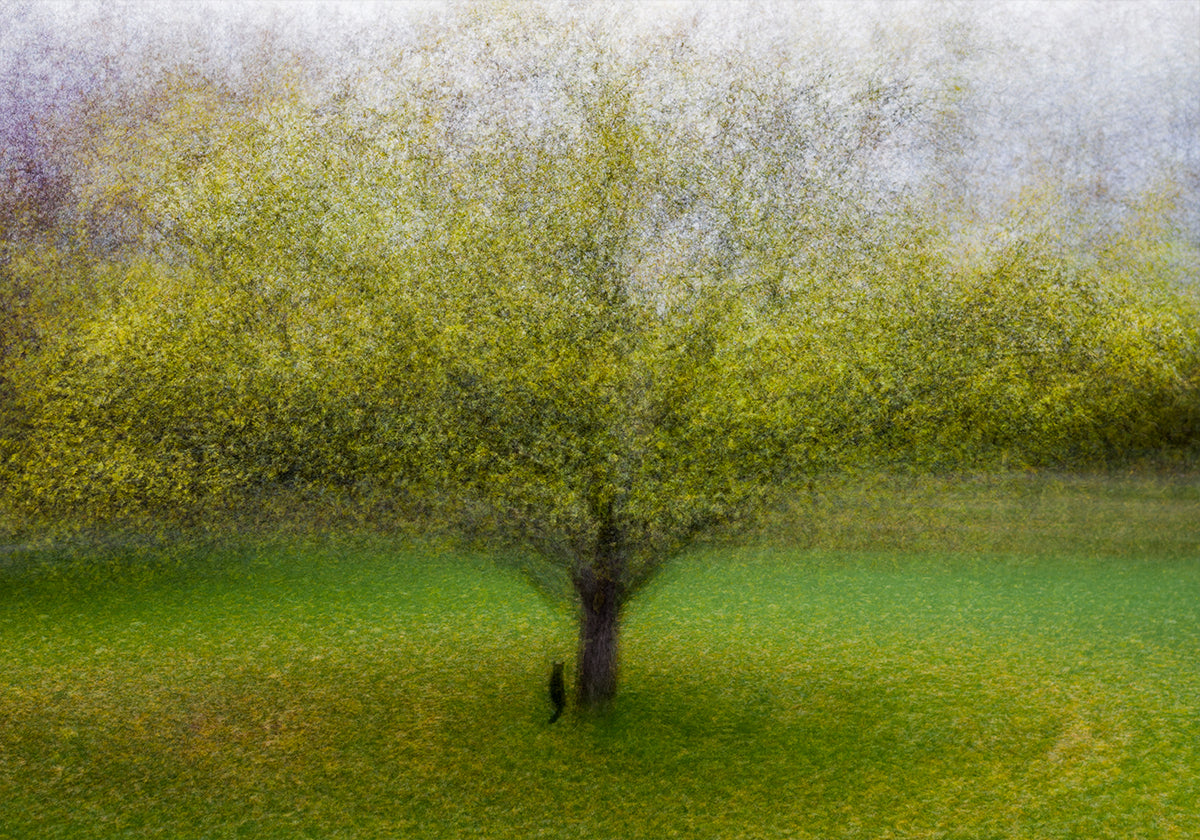 Il gatto dell'albero