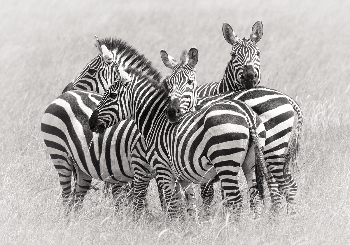 Zebre
