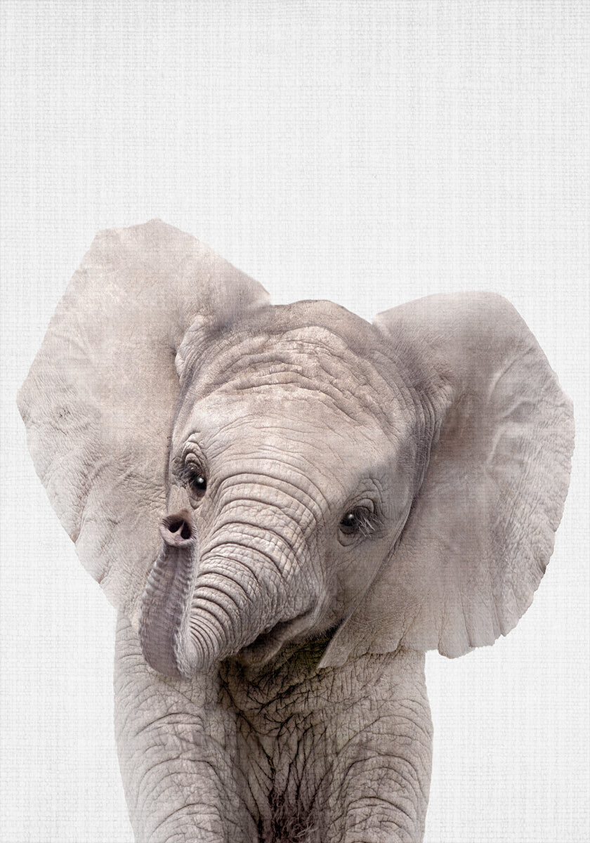 Poster del cucciolo di elefante Peekaboo