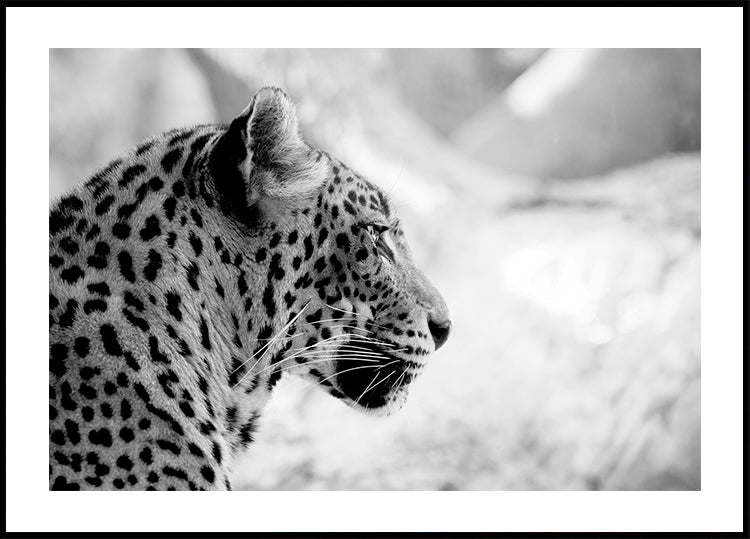 Leopardo di profilo, poster in bianco e nero