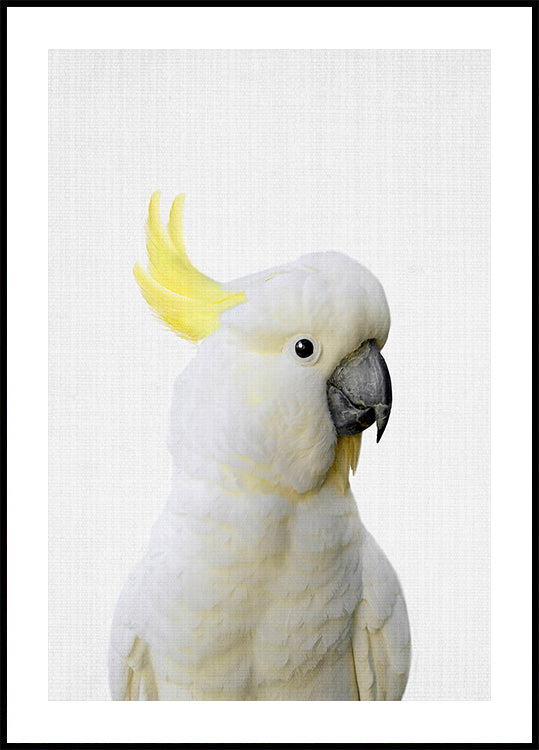 Poster di Cacatua Peekaboo