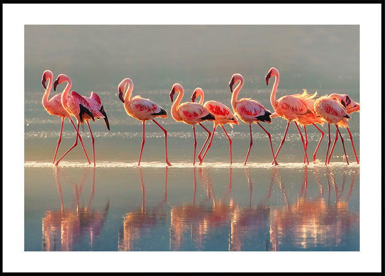 Manifesto del fenicottero