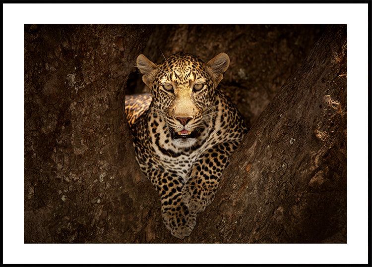 Leopardo che riposa su un albero nel Masai Mara