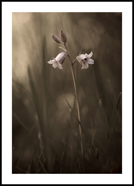 Un piccolo fiore sul terreno Poster