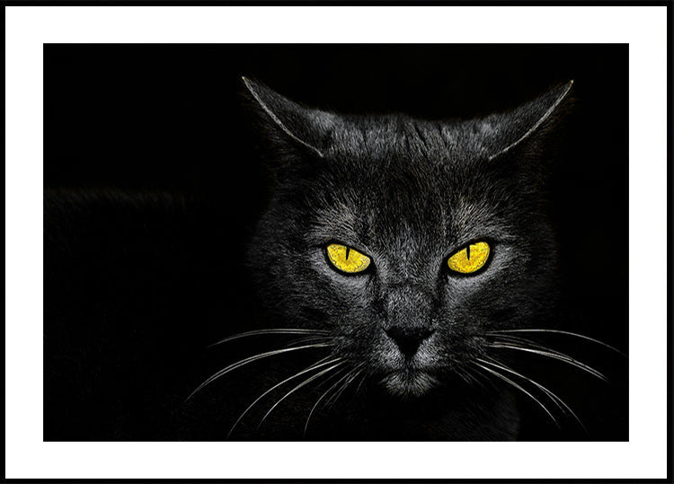 Manifesto del gatto nero