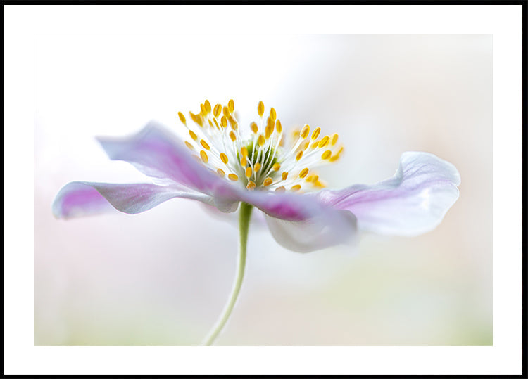 Anemone di legno