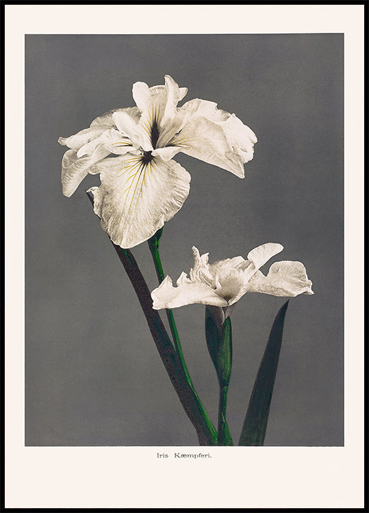 Poster di Iris Kempferi