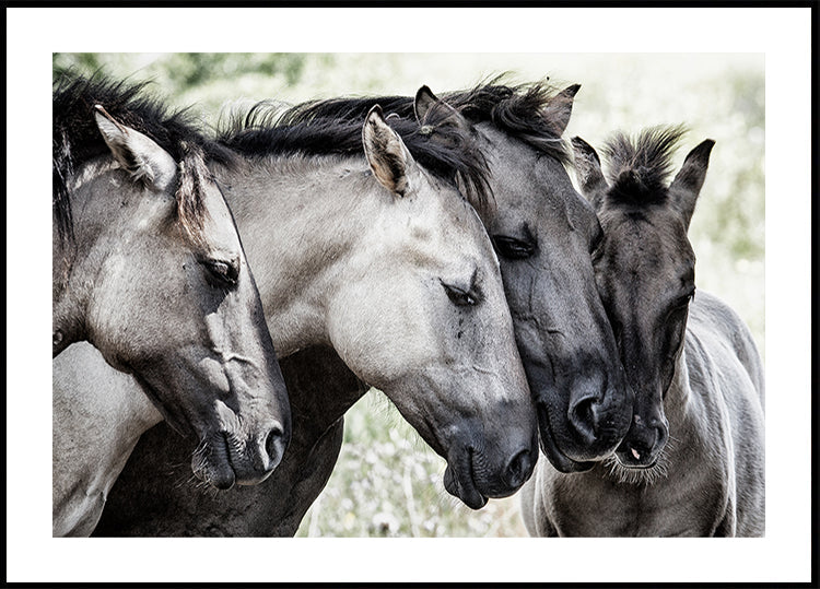 Quattro cavalli Konik