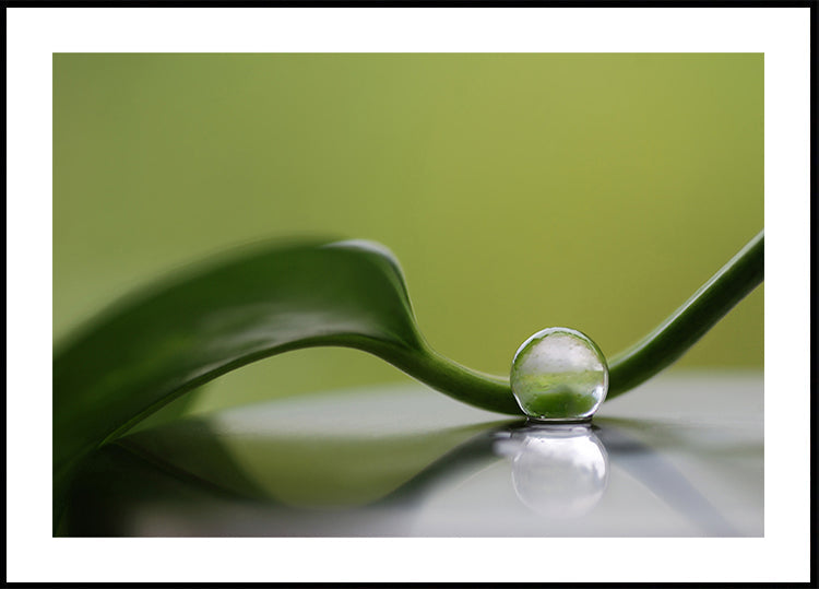 Armonia verde