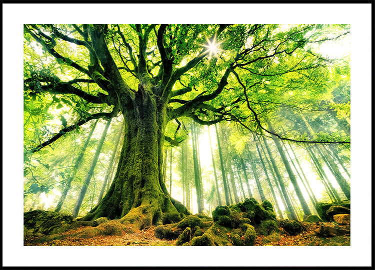 Manifesto in faggio di Ponto