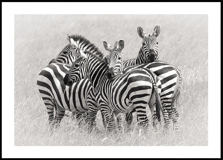 Zebre