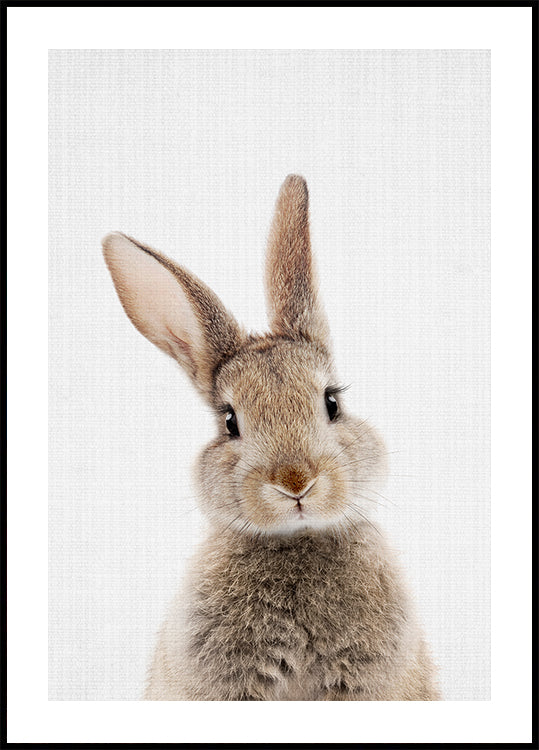Poster del coniglietto Peekaboo