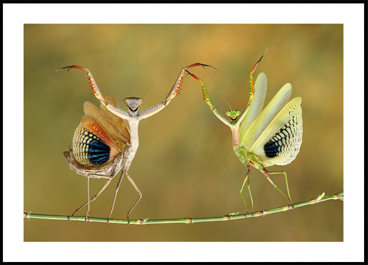 Orario dello spettacolo