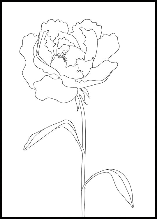 Linee di peonia