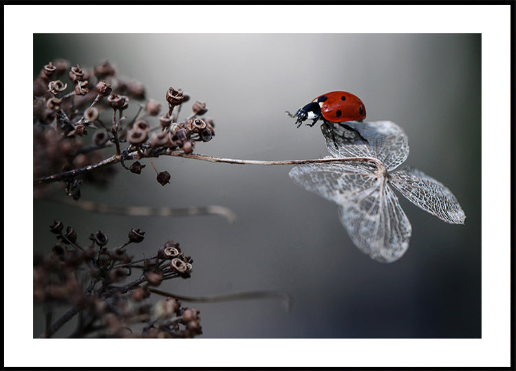 Coccinella sull'ortensia.