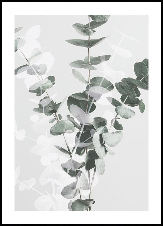 Poster di eucalipto n.3