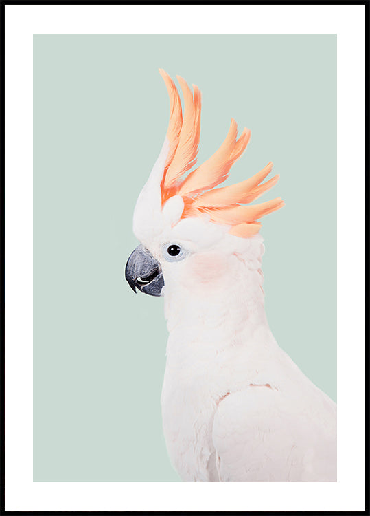 Poster di Cacatua