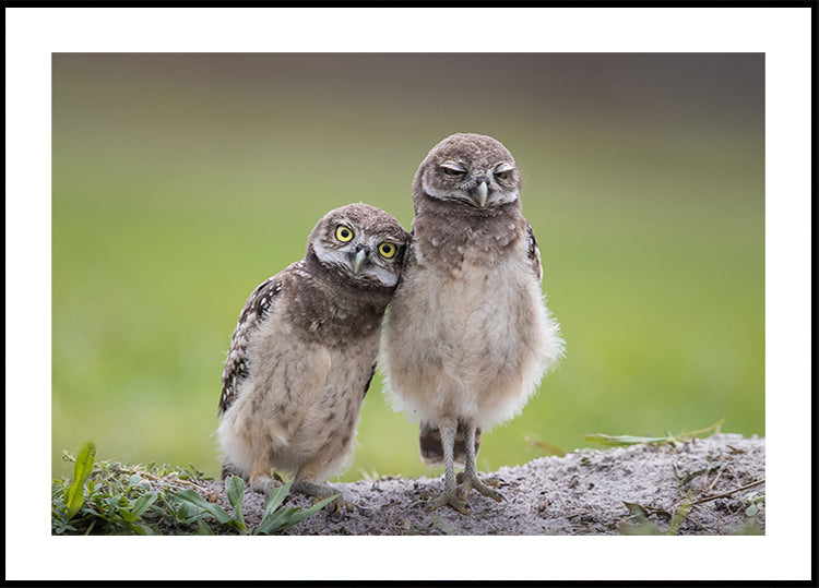 Manifesto degli amici