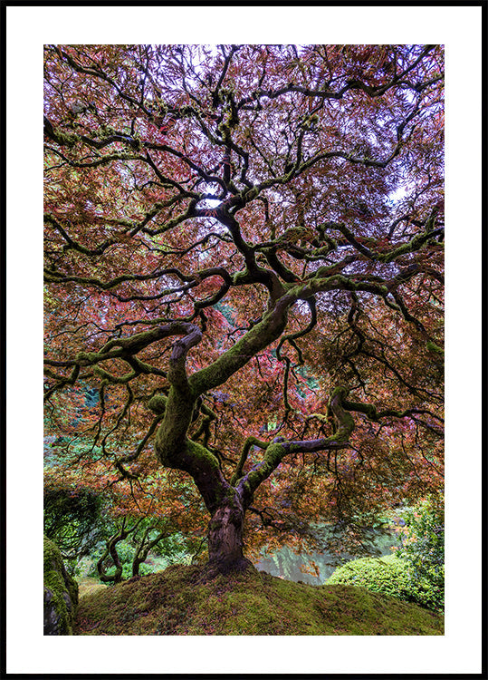 Albero di acero giapponese