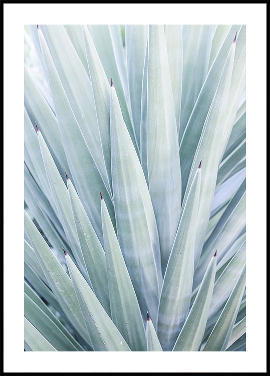 Danza dell'agave azzurra