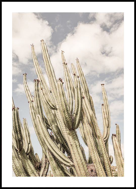 Sentinelle del deserto