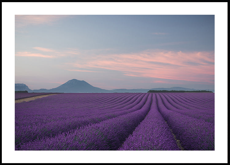 Campo di lavanda
